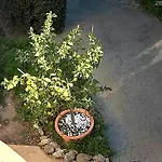 Erdgeschoss Der Du Pebrier Cote D'azur By Interhome * Saint Aygulf